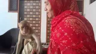 आप भी देख लो #धाकड़ गुर्जरी के# रंगा बिल्ला🦧🐒 कैसे मचाते