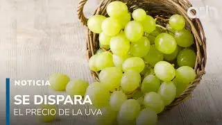 Aumenta el precio de la uva en el Valle de Toluca y preocupa a consumidores