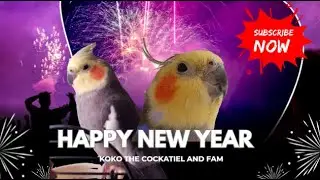 Koko the cockatiel and fam: Happy Newyear