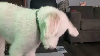 My old work my dog is Godzilla versus a Wally ￼￼