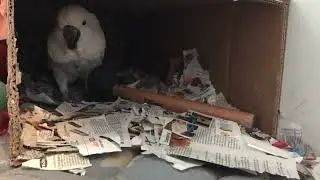 Cockatoo enjoys beak bonks, mallet tosses, and a few bedtime nuts