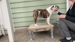 How to stack your Bulldog for Showing