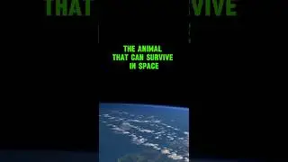 The Animal That Can Survive in Space  🚀