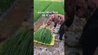 Descubra o Segredo para Plantar Cebolinha  e Multiplique Sua Colheita!