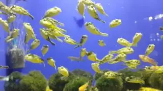Tetraodon lineatus, Fahaka Puffer