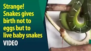 Watch: Snakes gives birth not to eggs but to live baby snakes