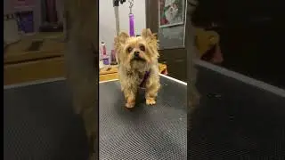 Rudy the Yorkie dog grooming #doggroominglife #dog #grooming  #yorkie #pets
