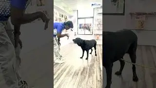 🕰️⌛time travel பண்ண போறோம் 🤣🤣#petcure #pethospital #petcure #chennai #tnagar #petcurechennai