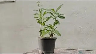 adenium plant