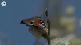 Moth vs Butterfly: What&rsquo;s the Real Difference?