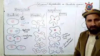 Class 10th Bio Lecture 36 Topic; Asexual Reproduction in Unicellular Organism