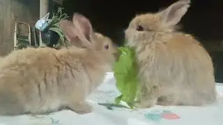 Meus bebês mini coelhinho 🐇 💖