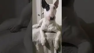 BULL TERRIER MAS HERMOSA DEL MUNDO Y SUS LOCURAS #bullterrierunasolapasion