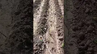 Traditional Desi Sugar Cane Farming in #Gir #Somnath, Unveiling the Magic of Sugar Spices 5071