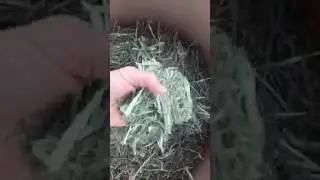 Standlee Timothy Hay