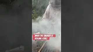When your smoker is doing its thing! #backyardbeekeeping #beekeeping #honeybeesting