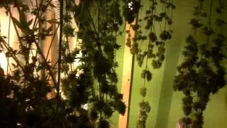 Barneys Farm LSD Grow