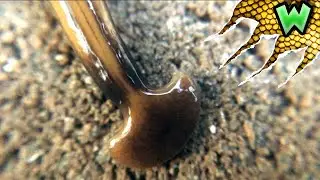 What the HECK is a Hammerhead Worm? | Can I Catch It?