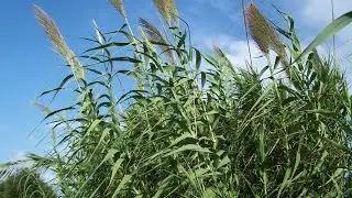 Wild Edible Plant Foraging,  Giant reeds/Common reeds
