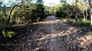 Mirang Firetrail