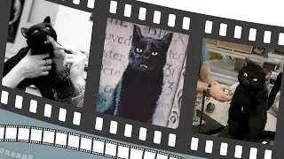 Hocus Pocus - Cat&rsquo;s Out of the Spell Bag