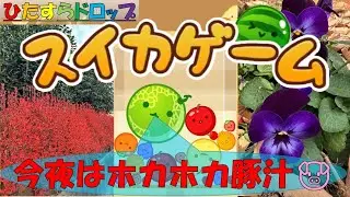 【スイカゲーム】ほのぼのしたひとときをフルーツ達と冬の花と名言と共に🌹息抜き、作業、育児、家事、仕事、勉強等のBGMに、ただただボーっとしたいときに、 お子様からシニア世代まで、ごゆるりとごらんあれ♨