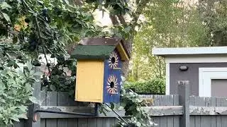 🐿️ Backyard Squirrel Stashes Walnuts&hellip; in My Birdhouse! | Funny Wildlife Moment