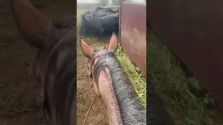 #horse #cowboy #traininghorses