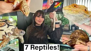 Meet my REPTILES plus REPTILE UPDATE