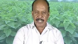 Foliar nutrition