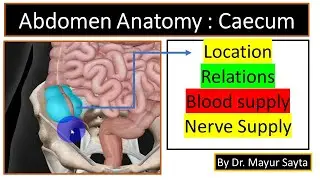 Caecum Anatomy | Location of Caecum | Blood supply and Nerve Supply of Caecum | 3D Visualization