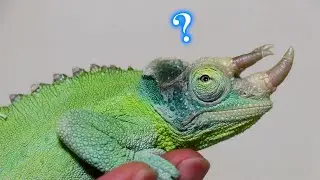 カメレオンはエアコン無しでも飼育できますか？