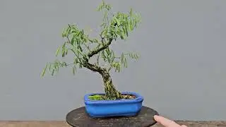 Bonsai Pithecolobium Dumosum 4 Anos