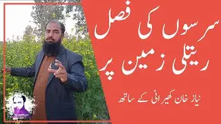 سرسوں کی فصل کی ریتلی زمین پر کاشت agriculture sector in Pakistan with Niaz khan kherani
