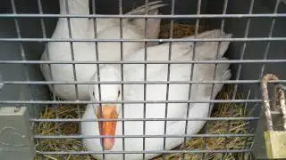 Meet our new Embden Geese pair!
