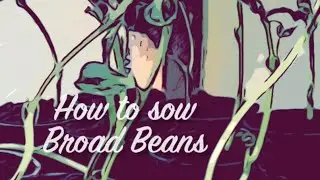 Sowing Broad Beans #originalgardening #gardeningin #danori