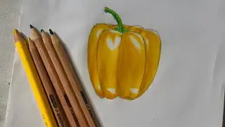 How to draw and color a yellow bell pepper || step by step for beginners