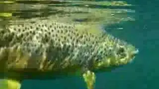 Underwater Release of a Golden Brown Trout