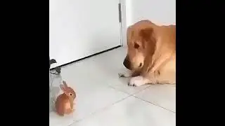 Incredible Video That Deserves 1 Million Likes! 😍🐶🐇