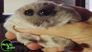 top 5 hamster