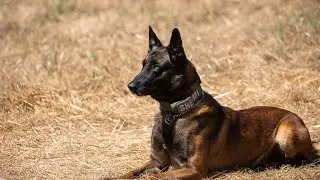 Belgian Malinois Men