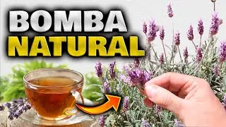 Si TIENES esta PLANTA tienes ORO en CASA | Propiedades y Beneficios de la Lavanda Cuidados