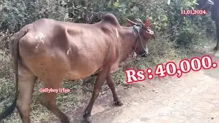 97016 92803 ఆవు అమ్మబడును తెలంగాణ సంగారెడ్డి cow for sale telangana sangareddy गाय बेचना तेलंगान