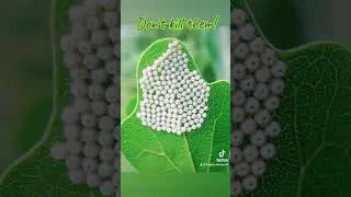 Secrets of Butterfly Eggs: A Guide to Spotting, Caring, and Preserving in Your Garden 🦋 #butterfly