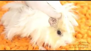 COBAYAS, CUYO - Como cortar las uñas a una cobaya o cuyo ✂️✂️