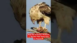 The Bird That Starts Fires on Purpose (Australian Firehawk Explained) #firehawk