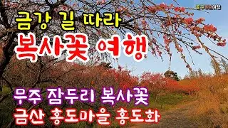 금강변 산책하면서 복사꽃과 홍도화 여행/ 무주 잠두강변길, 금강 벼룻길, 전북제사1970 카페, 금산 홍도마을 홍도화 [종구튜브여행]