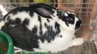 Se puede criar conejos solo con comida en forma de pellets ???