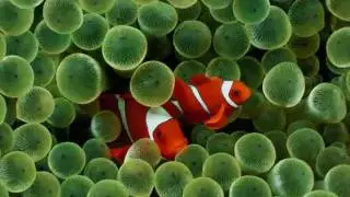 FISH .. JEFFREY FOSKETT