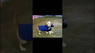 Apple dog boxing #ai #image #funny #meme
